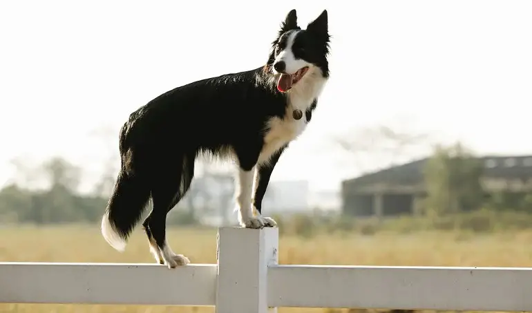 border collie kutsikas