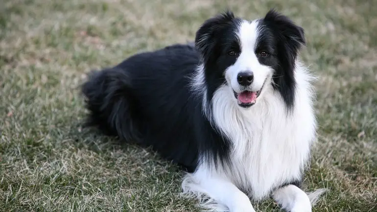 border collie värvid