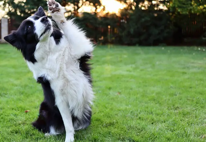 border collie lühikesed juuksed