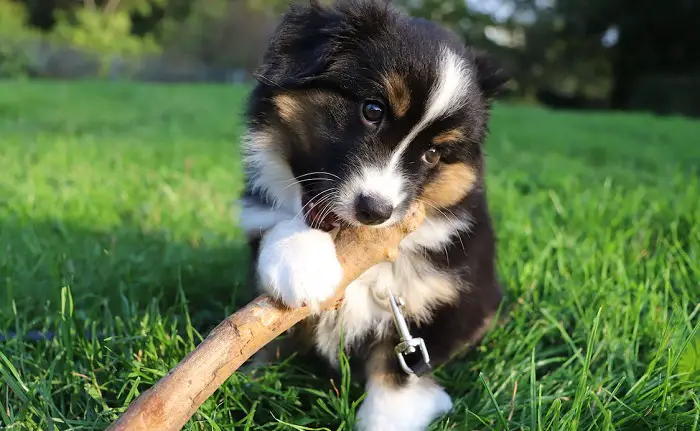 border collie segu