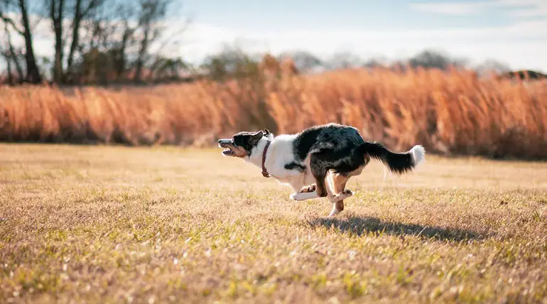 border collie kutsikad