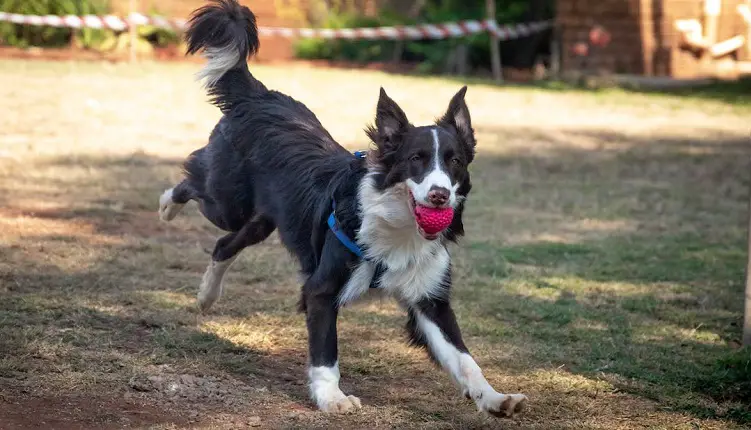 pruun border collie