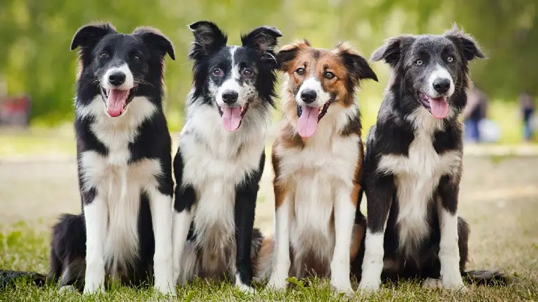 Border Collie dog breed review 1