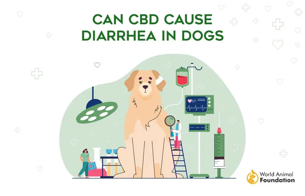 Can CBD Cause Diarrhea in Dogs 1