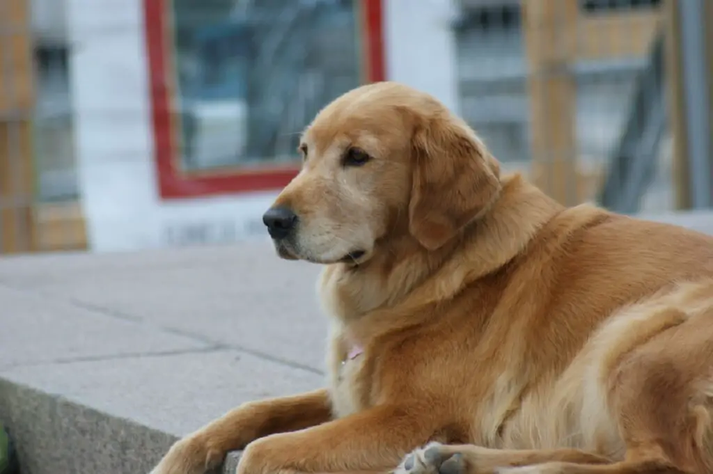 Kanada kuldne retriiver