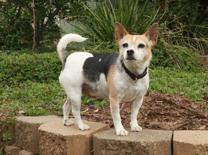 koera chihuahua segu
