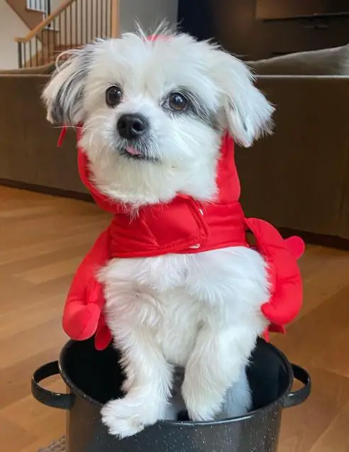 Chihuahua Shih Tzu segu