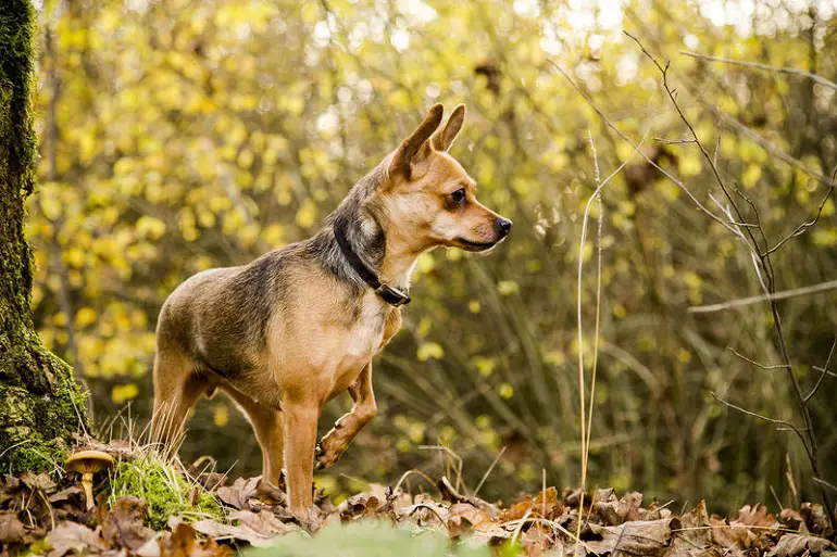 chihuahua segude tüübid
