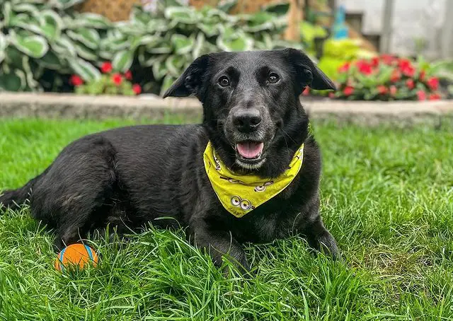 Corgi ja labradori retriiveri segu