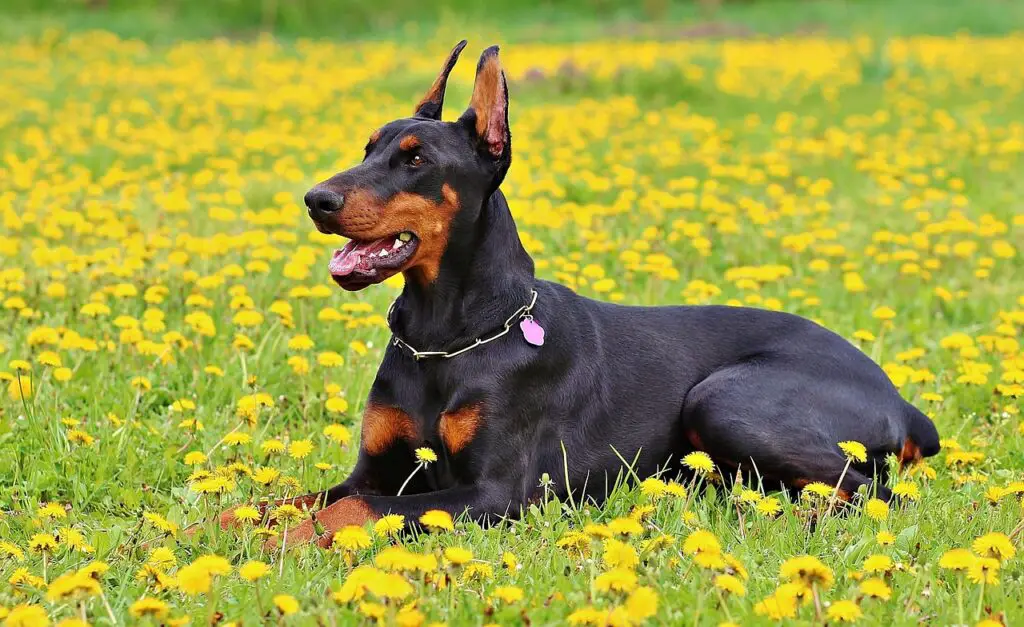 Dobermani pinšer