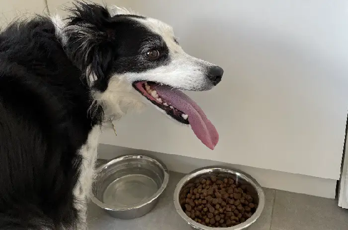 mini bordercollie