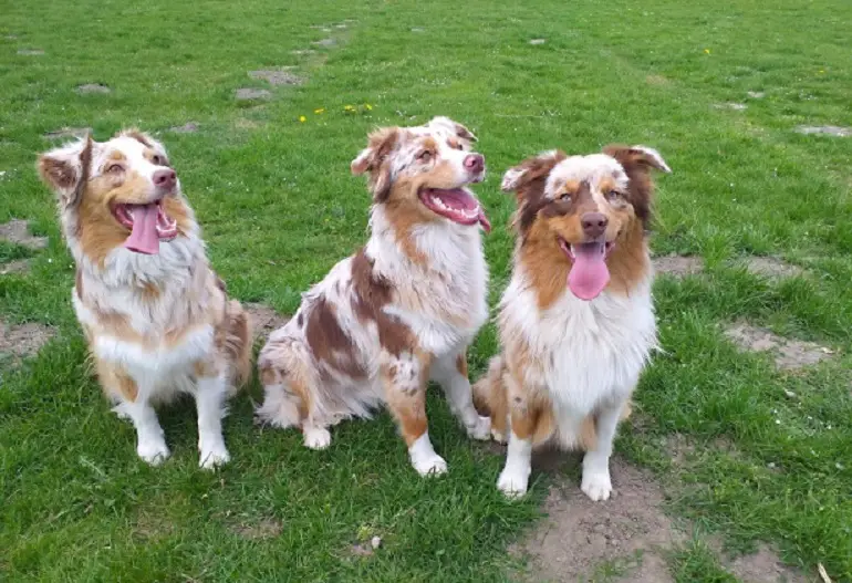 red merle austraalia lambakoer