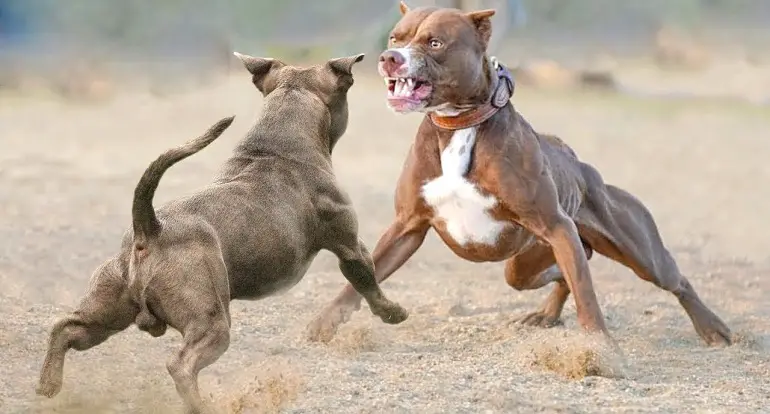 pitbulli lapsehoidja koer