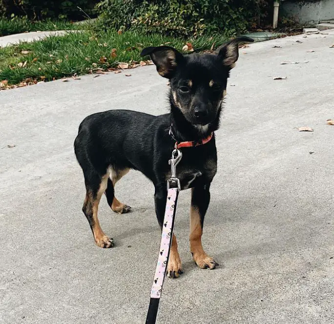 Chihuahua Rottweileri segu