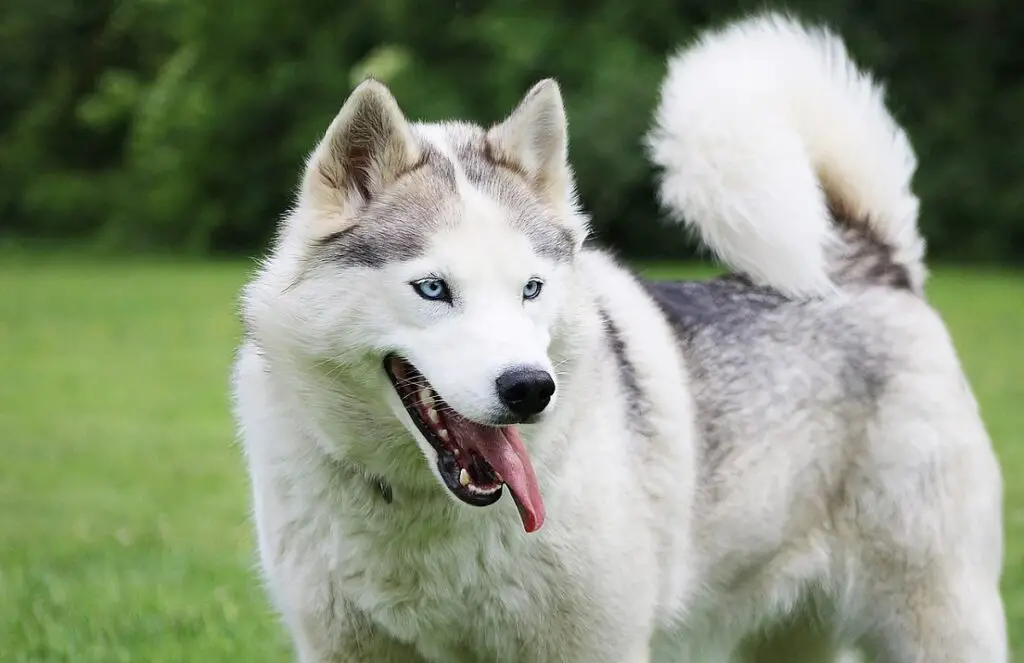 Siberi husky