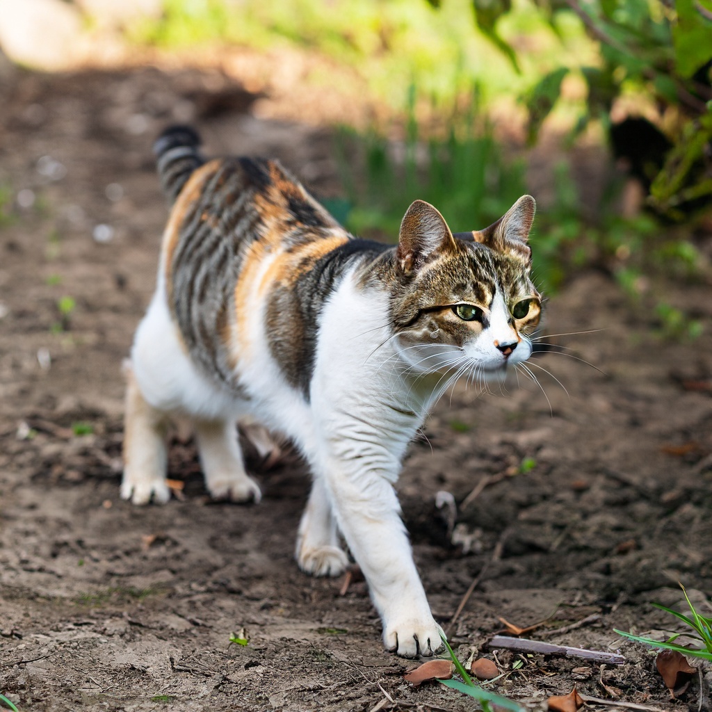 Spotted Cat Names