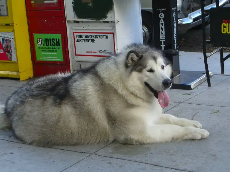 kui palju koerte adopteerimine maksab