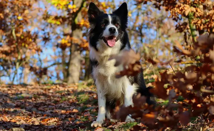 collie tõud