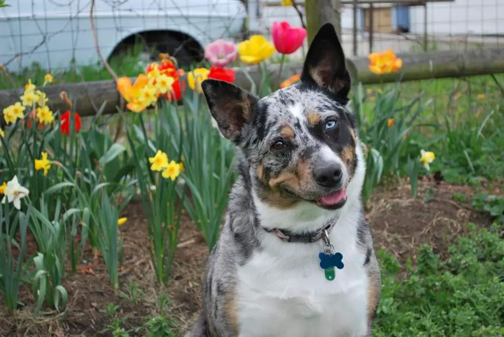 blue merle koer
