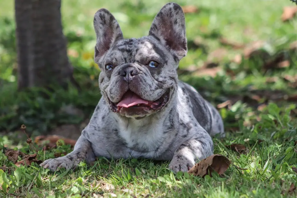 blue merle koeratõud
