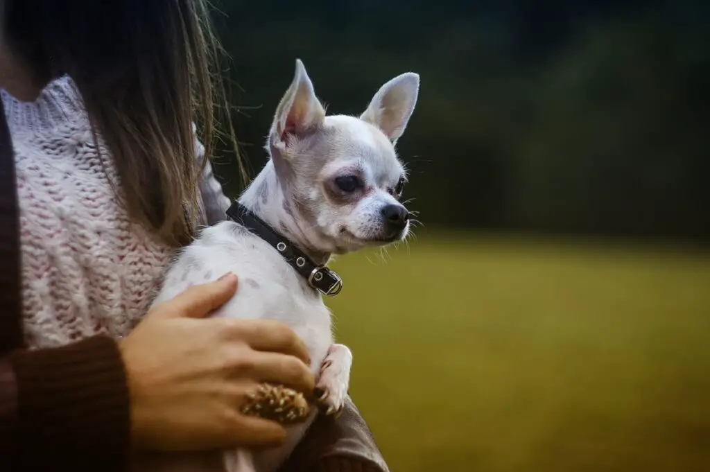 erinevad chihuahua tõud
