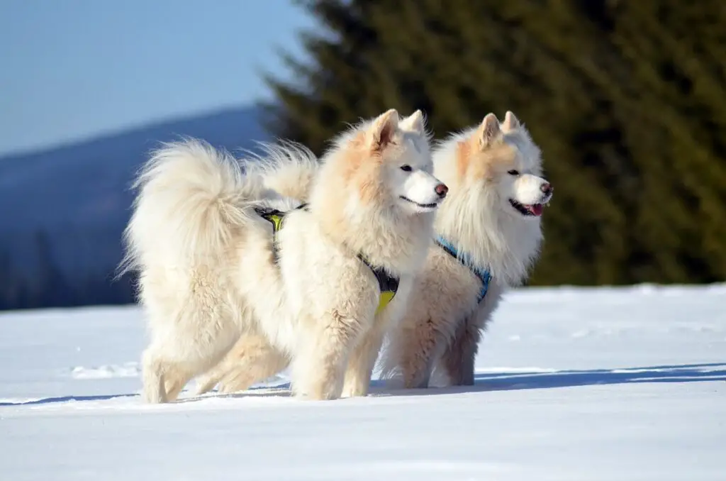 erinevad husky tõud
