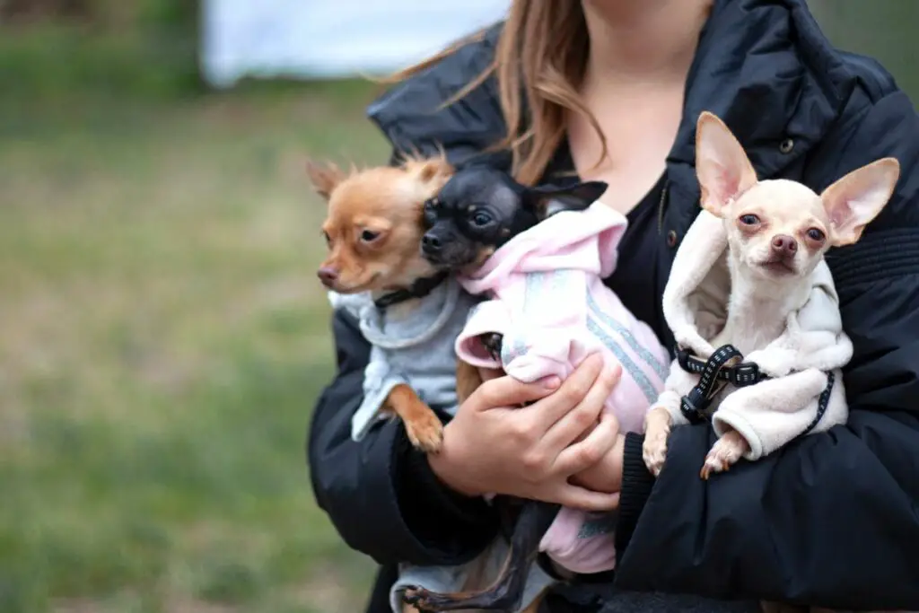 different kinds of chihuahuas 1 1