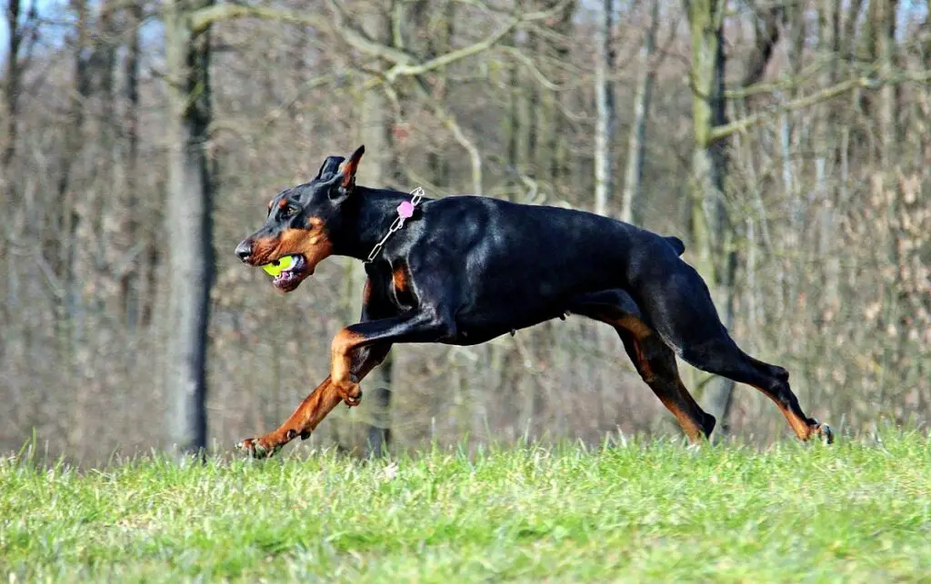 dobermani tippkiirus
