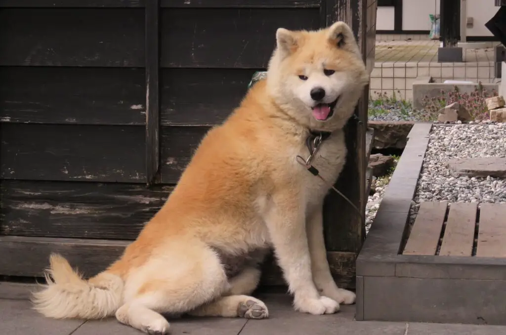 koerad, kes näevad välja nagu huskyd
