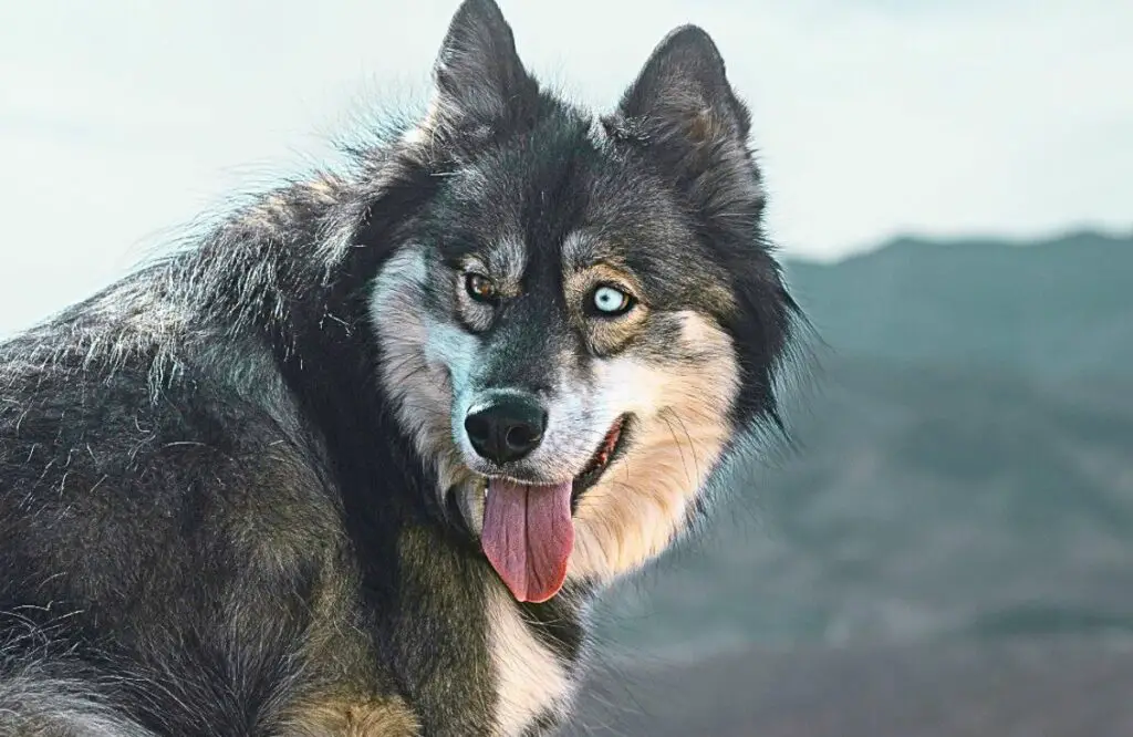 kohev husky tõug
