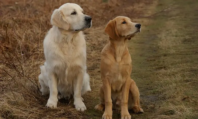 Goldendoodle'i retriiveri keskmine maksumus