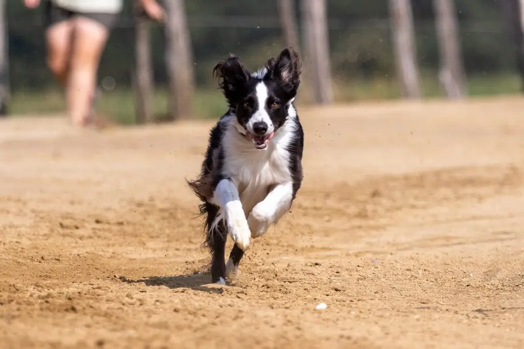 kui kiiresti suudab bordercollie joosta
