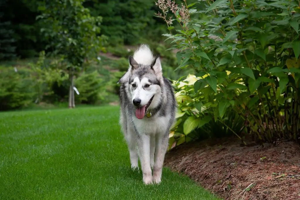 kui kiiresti suudab husky joosta
