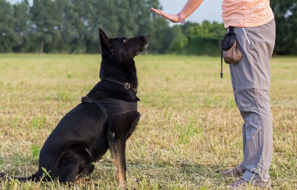 how to train dog to stay in yard