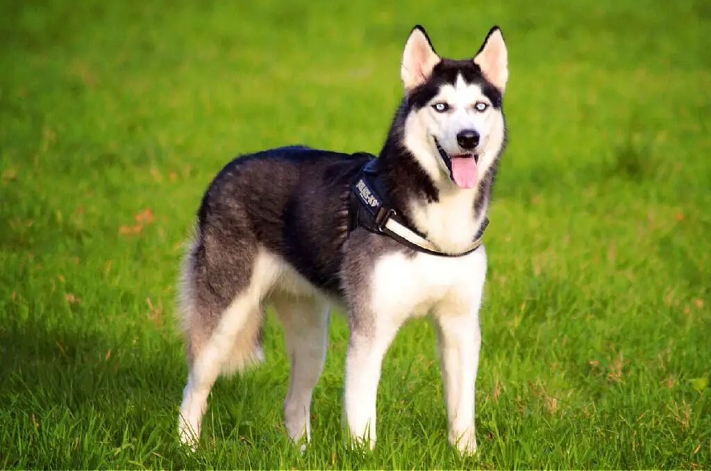 husky
