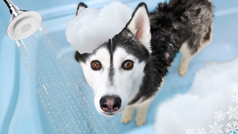 husky shampoo Review