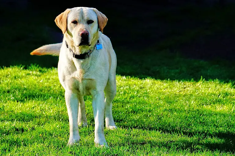 labradori hind
