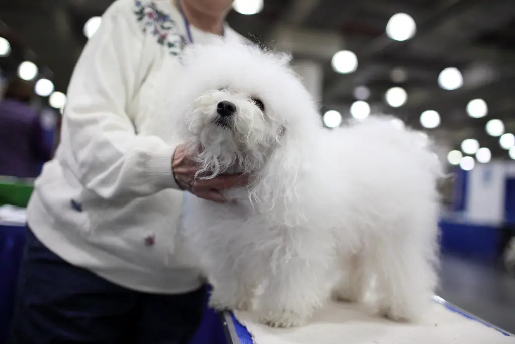 little white dogs