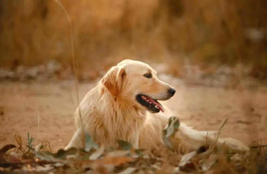 pikakarvaline kuldne retriiver
