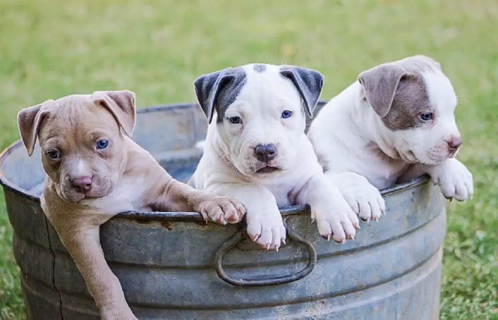 mini pitbull
