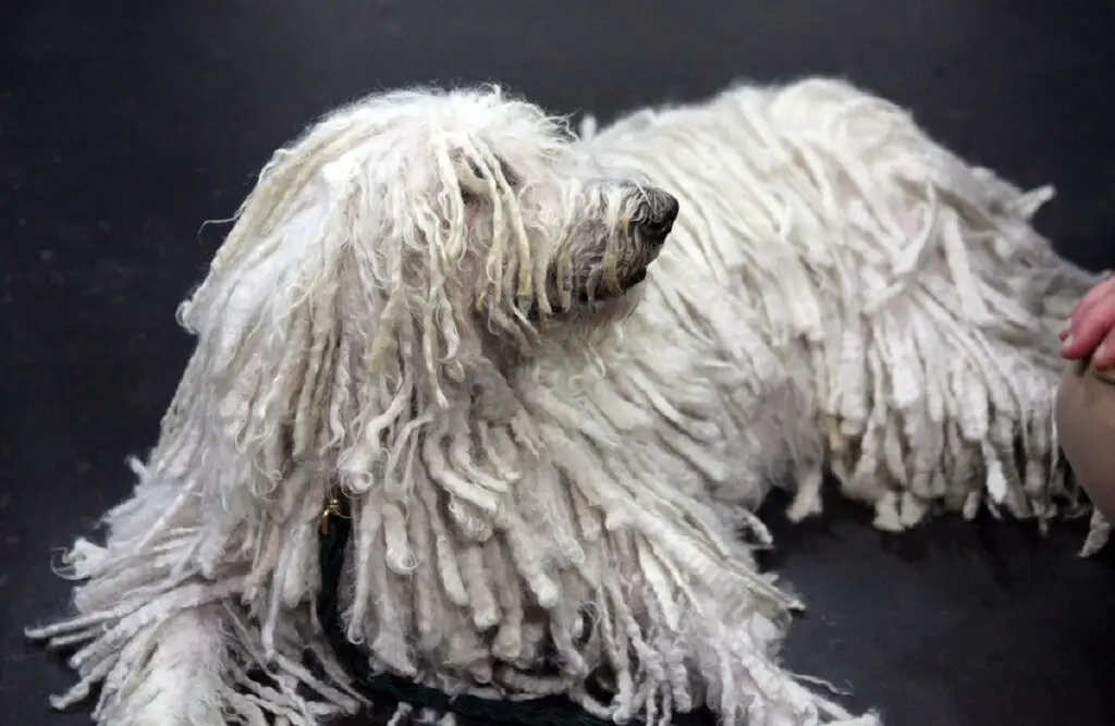 komondor inetu koeratõug
