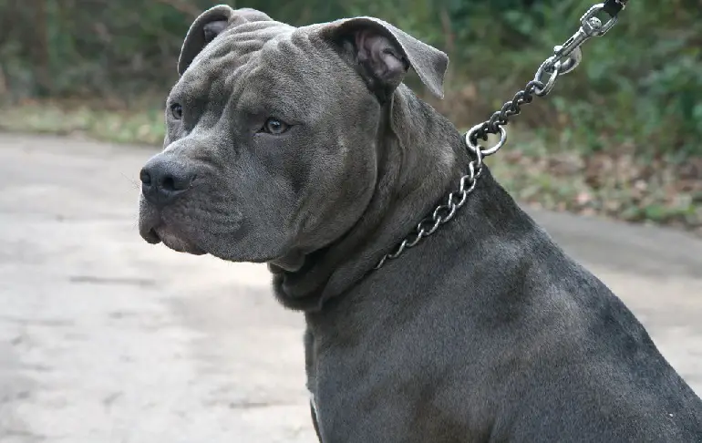 pit bull lapsehoidja koer