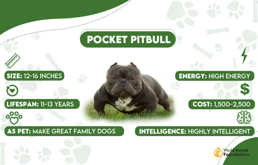 pocket pitbull 1