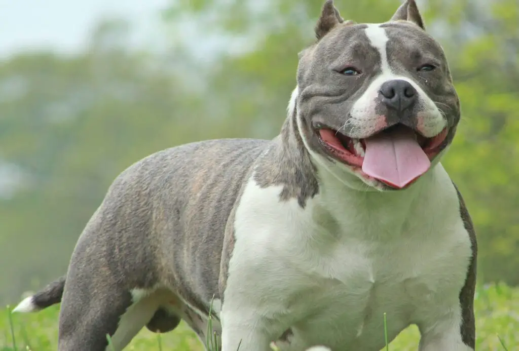 tasku pitbull
