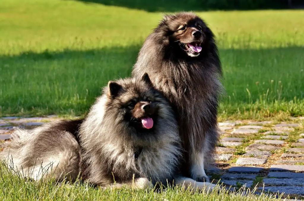 pomeranian nagu koerad
