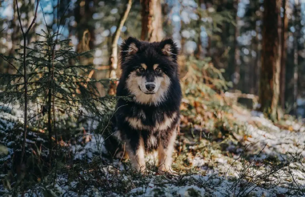 haruldased karjakoeratõud
