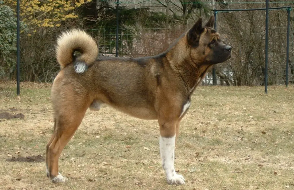 haruldane husky
