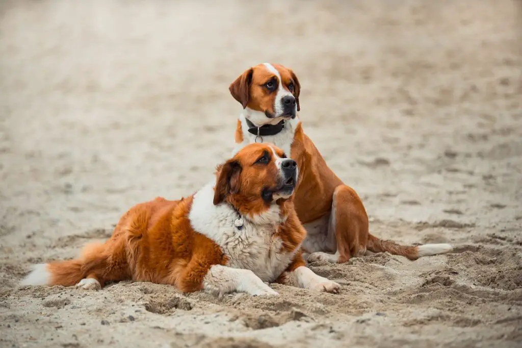 sennenhund-tüüpi koerad
