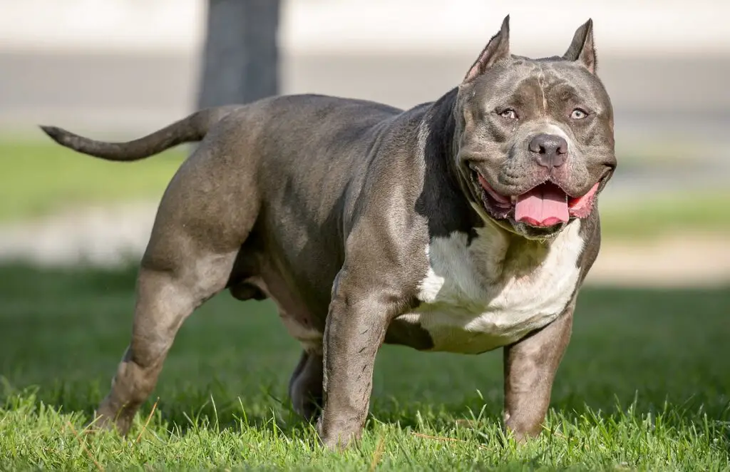 lühikese jalaga pitbull
