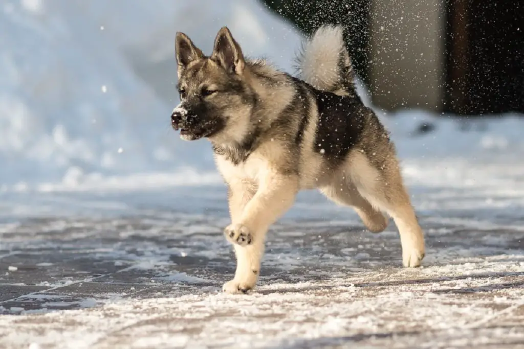 Siberi huskyde tüübid
